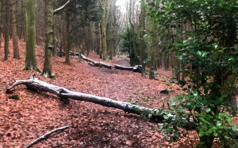 Autumn leaves on the trail
