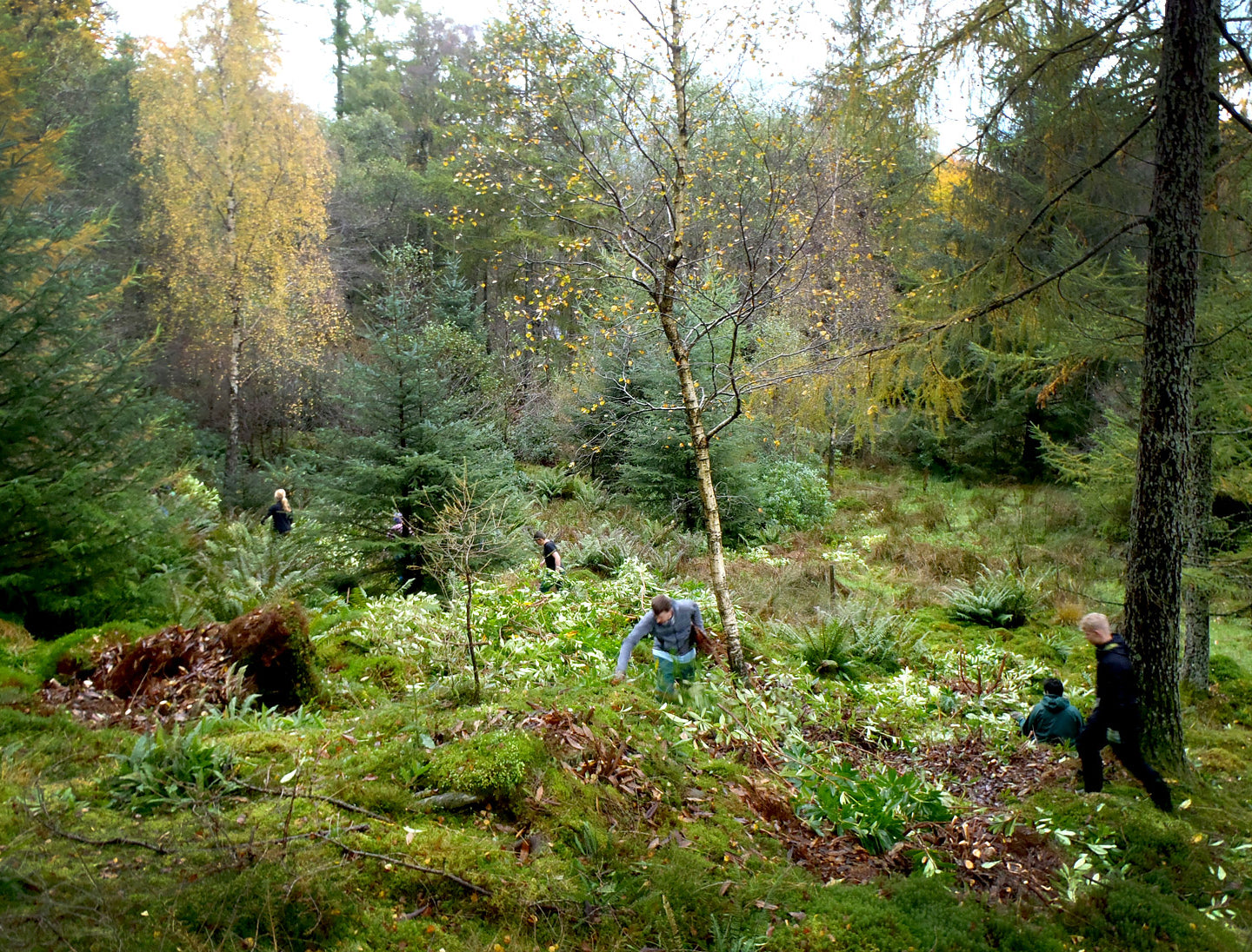 Blencathra Conservation