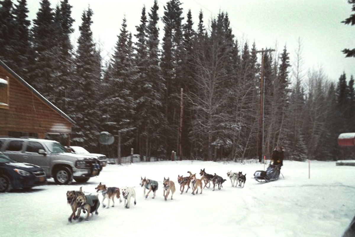 The Dog Race