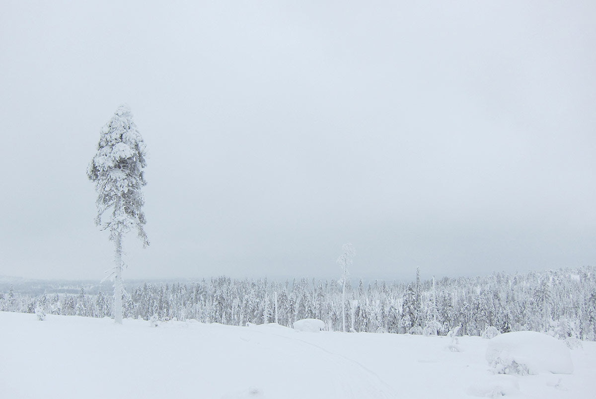 Rovaniemi 150 - 2013 Mountain bike race